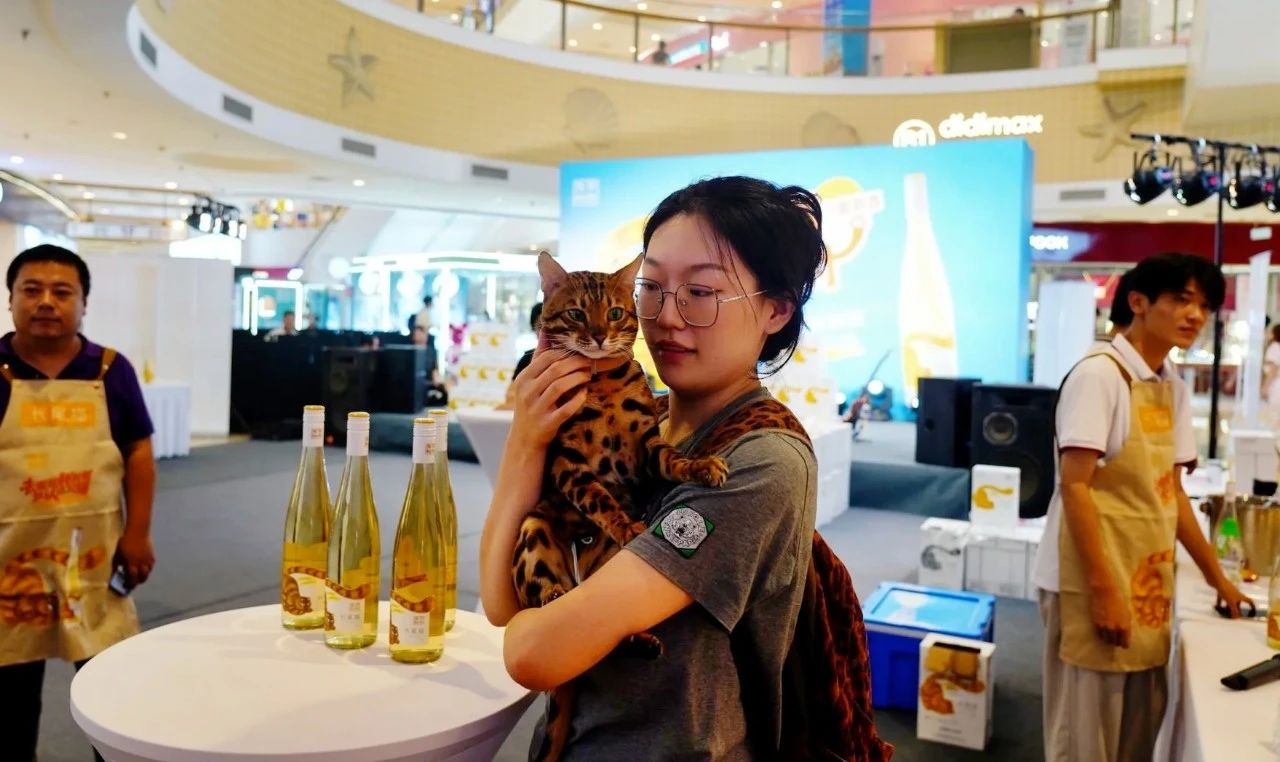 这可能是最近风头最盛的一只猫？
